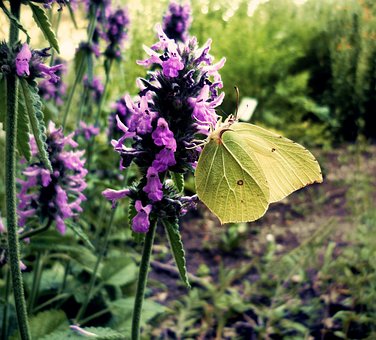Gonepteryx Rhamni, Mariposa, Naturaleza