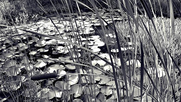 Nenúfares, Estanque, Nymphaea, Junco