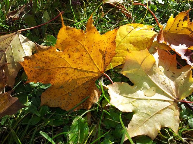 Free Maple Leaves Maple photo and picture