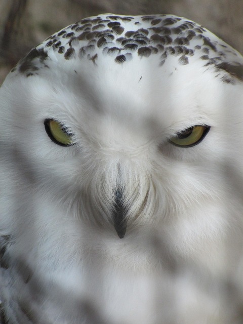 Free Mountain Owl Owl photo and picture