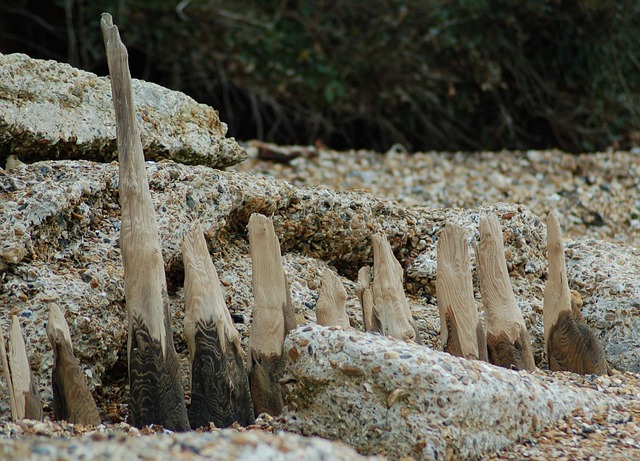 Free Driftwood Beach photo and picture