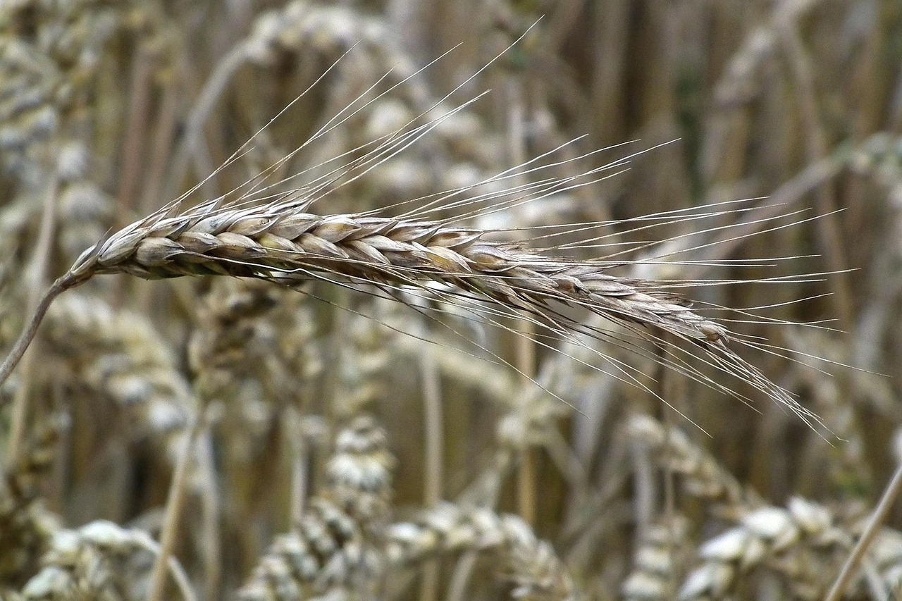 Wheat Grain Free photo on Pixabay Pixabay