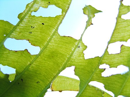 Free Leaf Leaf Damage photo and picture