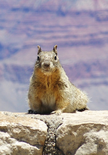 Free Gray Squirrel Rodent photo and picture