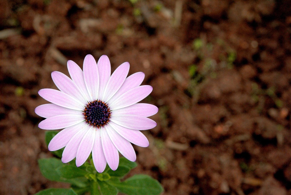 花 粉红色 - Pixabay上的免费照片 - Pixabay
