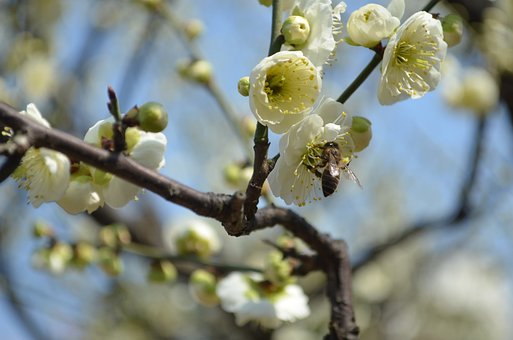 Free Green Calyx Plum Fragrant photo and picture