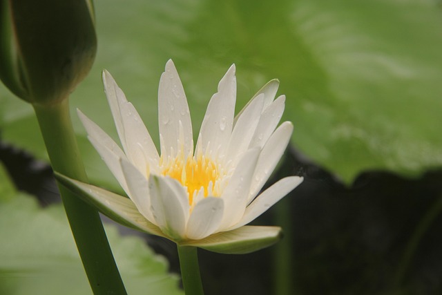 Free Lotus Dew photo and picture