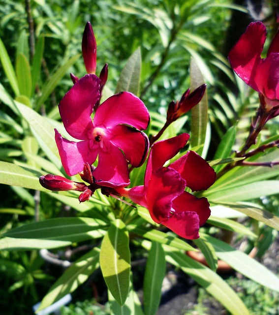 Adelfa, Púrpura, Laurel Rosa, Venenoso