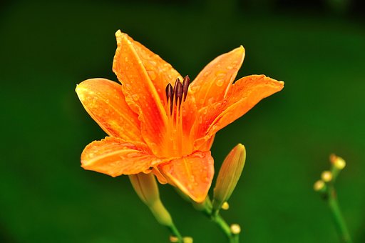 Flor, Natureza, Fundo Flor
