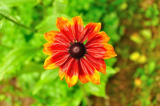 Flor, Chuva, Natureza, Gotas, Plantar