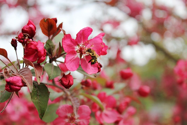 Blomstre, Cherry, Lyserød, Bi, Afdeling