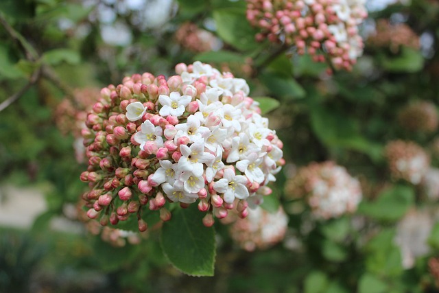 Blomster, Forår, Lyserød, Hvid, Natur