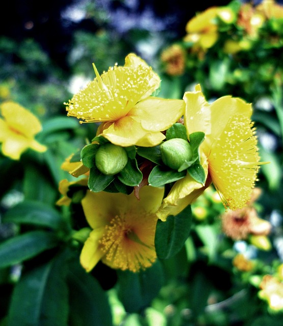 Hierbas Johannis, Flor, Brote, Arbusto