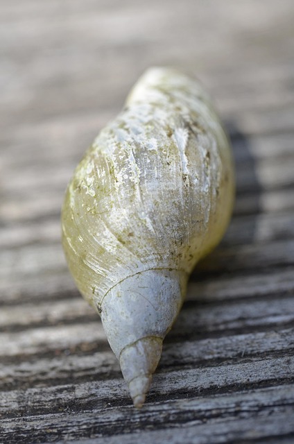 Free Shell Snail photo and picture