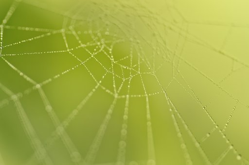 Free Spider Web Nature photo and picture