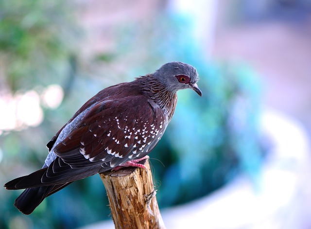 Free Speckled Pigeon Pigeon photo and picture