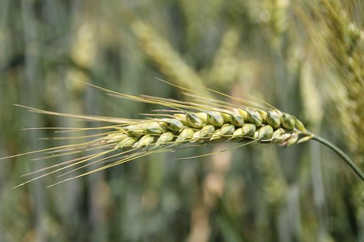 Grão, Campos, Agricultura, Campo
