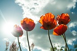 flower, maki, mack
