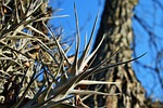 epiphyte plant, plant, epiphyte