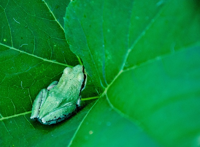 Rã, Verde, Anfíbio, Natureza, Animal