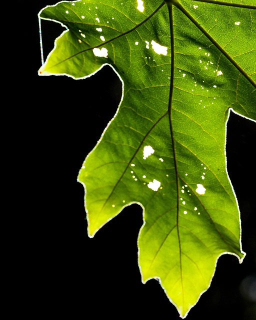 Folha, Verde, Natureza, Planta