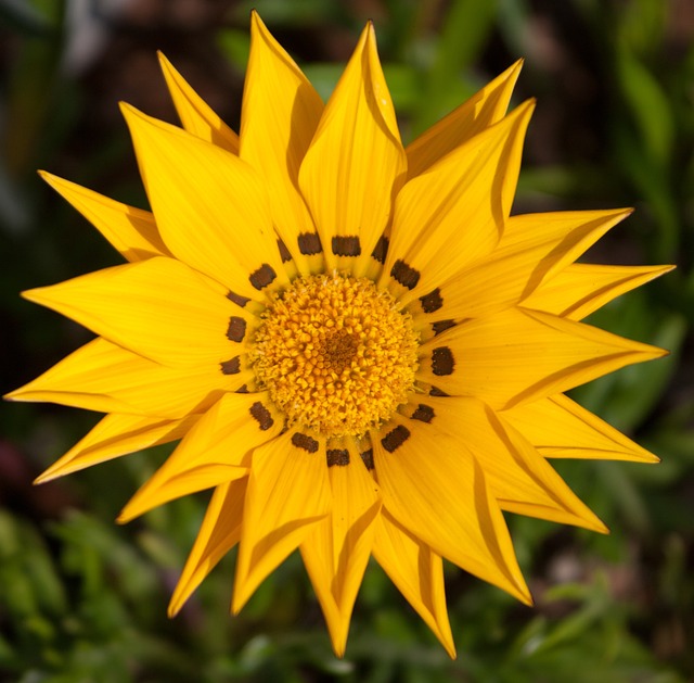 Bloom, Fundo Flor, Flor, Amarelo