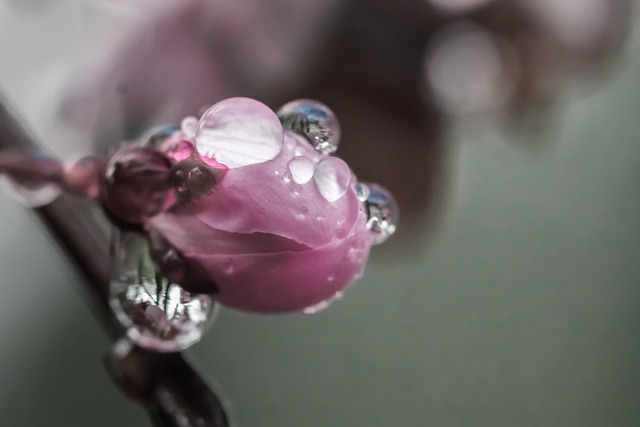 Flor De Cerejeira, Gotas, Agua, Orvalho
