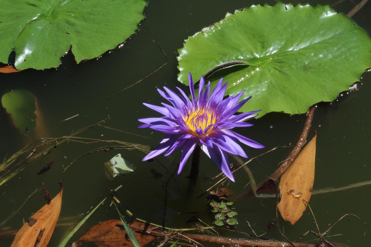 Water Lily Blue - Free photo on Pixabay