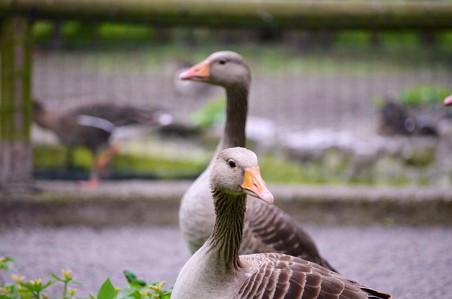 Geese Animal Zoo - Free photo on Pixabay - Pixabay
