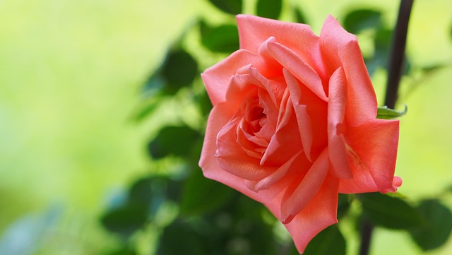 Free Rose Nature photo and picture