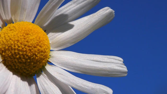 Free Daisy Flower photo and picture