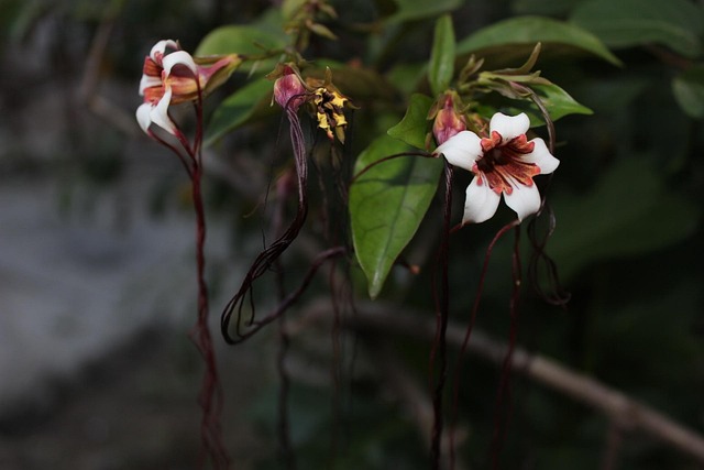 Free Flower Bloom photo and picture
