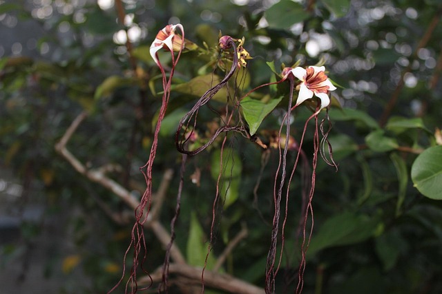 Free Flower Bloom photo and picture