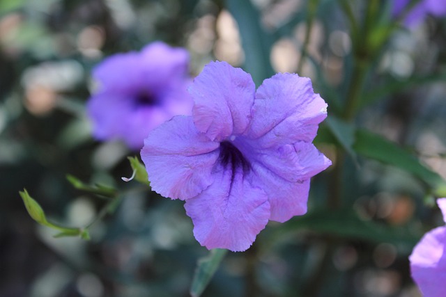 Free Flower Bloom photo and picture