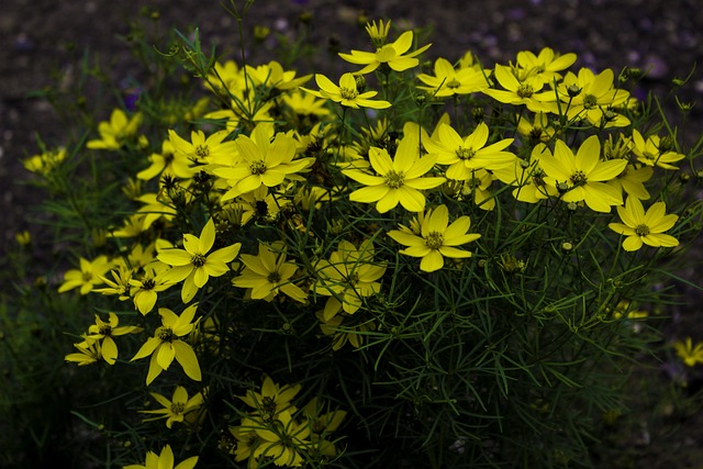 Free Flower Yellow photo and picture