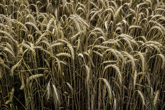 Free Grain Rye photo and picture