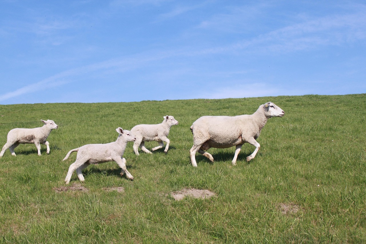 Sheep Dyke Lamb Animal Free photo on Pixabay Pixabay