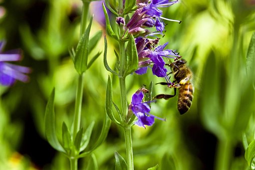 Abeille, Hysope, Fleur, Purple