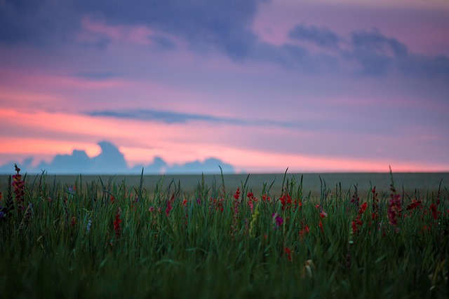 Floare, Plantă, Natură, Violet