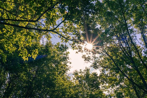 Hdr, Sol, Skov, Træ, Udendørs, Naturlig