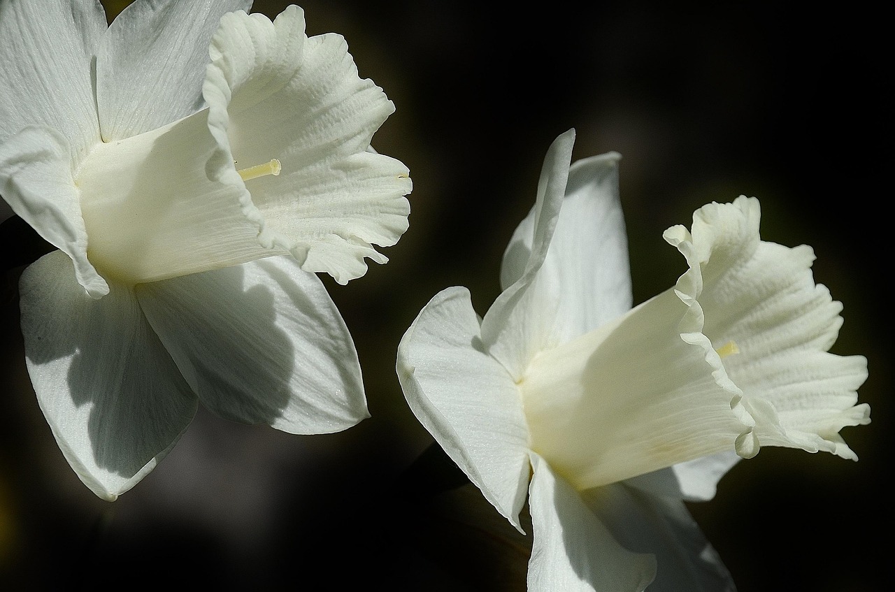 Daffodil Flower Easter Lily Free photo on Pixabay Pixabay