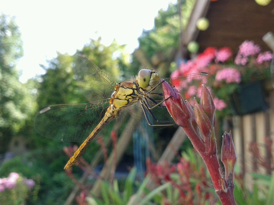 free photo dragonfly summer bug wings free image on free photo dragonfly summer bug wings free image on