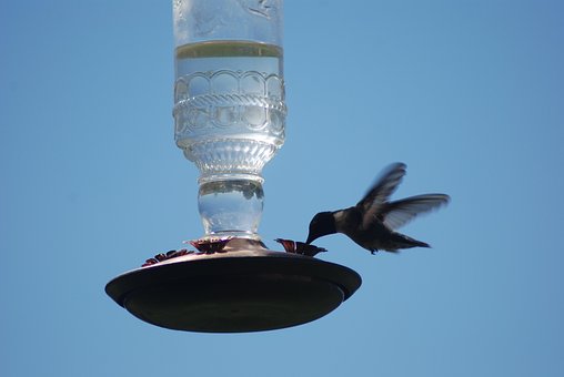 Fugl, Kolibri, Fugl Som Mater, Natur