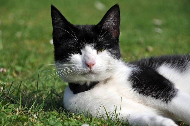 Free Cat Domestic Cat photo and picture