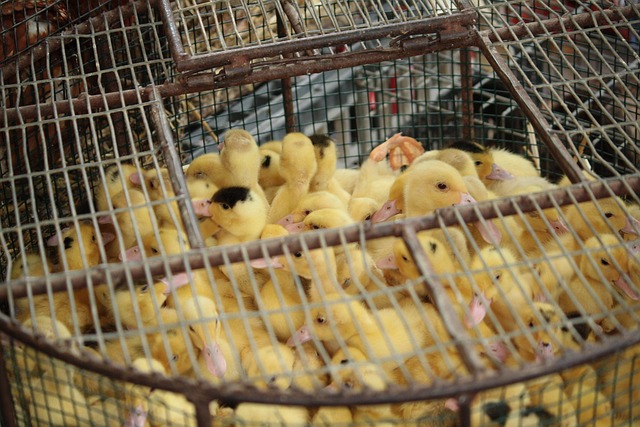 Free Chick Cage photo and picture