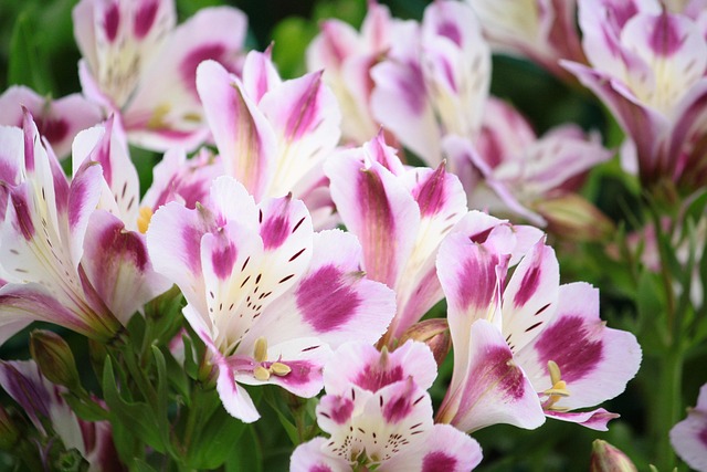 Free Flowers Violet photo and picture