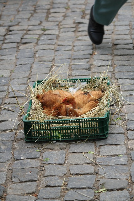 Free Chicken Market photo and picture