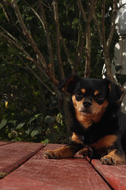 Free Dog Small Dog photo and picture