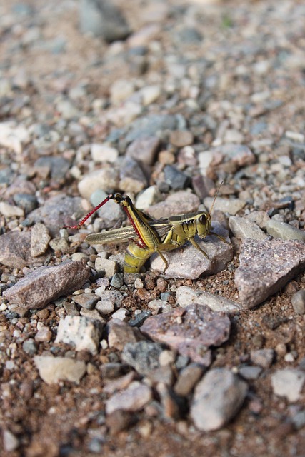 Free Grasshopper Insect photo and picture