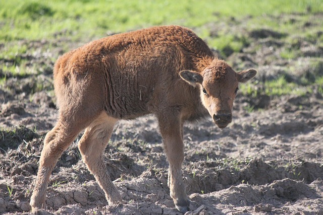 Free Buffalo Young Buffalo photo and picture
